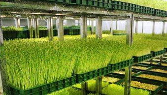 菜立方 在市場上占盡先機(jī)