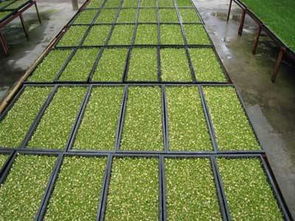 菜立方加盟,創(chuàng)業(yè)致富好選擇