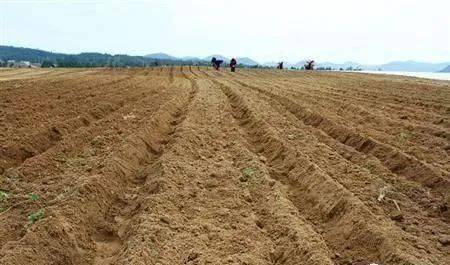 土壤告急 濫用肥料，讓大地“生病”，何談豐收？